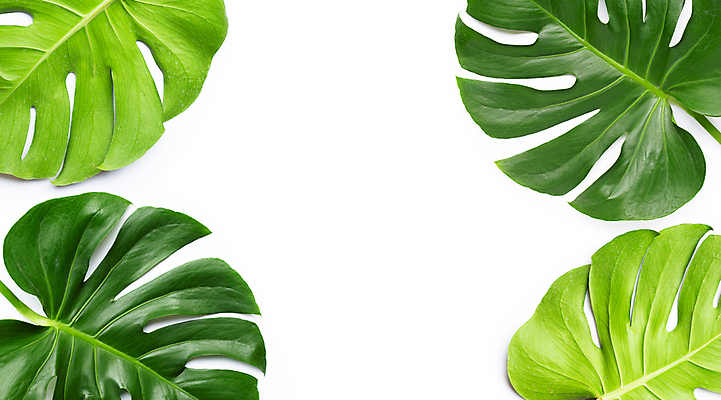 포토 JPG 해외이미지 실내 사람없음 여러개 흰배경 몬스테라 열대잎 카피스페이스 해외포토 식물 다수 백그라운드 잎 내부 공백 흰색 파일형식 이미지허브