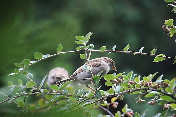 포토 JPG 해외이미지 나무 동물 자연 조류 사람없음 야외 초록색 회색 나뭇가지 참새 녹색배경 해외포토 식물 컬러 백그라운드 생태계 파일형식 이미지허브