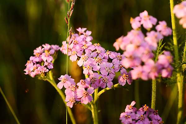 포토 JPG 해외이미지 식물 꽃잎 줄기 잎 자연 사람없음 양귀비 그리너리 해외포토 꽃 생태계 파일형식 트랜드컬러 이미지허브