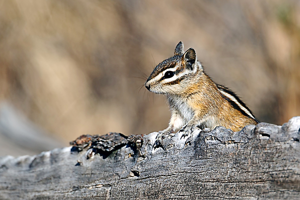 포토 JPG 해외이미지 나무 동물 응시 공원 야생동물 백그라운드 북아메리카 장난 포유류 자연 생물 털 사람없음 야외 목재 빨간색 갈색 환경 줄무늬 회색 황무지 설치류 숲 작음 모피 호기심 꼬리 통나무 솜털 서식지 내추럴 경보 워싱턴 해외포토 식물 시선 공공시설 감정 컬러 컨셉 무늬 재료 아메리카 미국 크기 생태계 파일형식 이미지허브