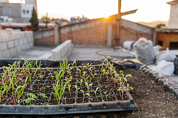 포토 JPG 해외이미지 식물 손 음식 잎 농업 채소 재료 자연 고추 노동자 씨앗 취미 사람없음 초록색 정원 흙 봄 성장 공구 시골 업무 냄비 상추 삽 뿌리기 시작 유기농 원예 갈퀴 땅바닥 묘목 옛날 카피스페이스 해외포토 나무 직업 웰빙 계절 산업 컬러 모션 바닥 신체부위 공백 도구 작업 솥 생태계 파일형식 이미지허브