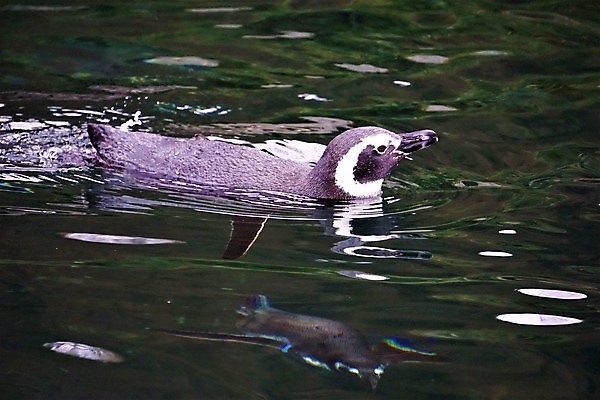 포토 JPG 해외이미지 동물 손 커플 공원 야생동물 바다 과학 가족 자연 조류 동물원 어류 사람없음 야외 물 여름 울타리 수영 모임 연못 시간 그룹 먹이 강의 먹기 사파리 깃털 펭귄 생물학 부리 프라하 서식지 수의사 내추럴 단백질 식민지 이국적 흥미 해외포토 자연요소 계절 공공시설 교육 컨셉 관계 모션 신체부위 담장 수중동물 의사 수상스포츠 생태계 체코 영양소 파일형식 이미지허브