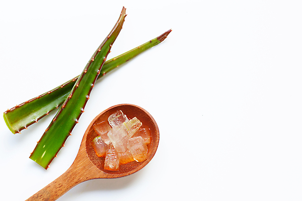 포토 JPG 해외이미지 스튜디오촬영 실내 사람없음 하이앵글 흰배경 알로에 해외포토 식물 뷰포인트 백그라운드 내부 흰색 파일형식 이미지허브