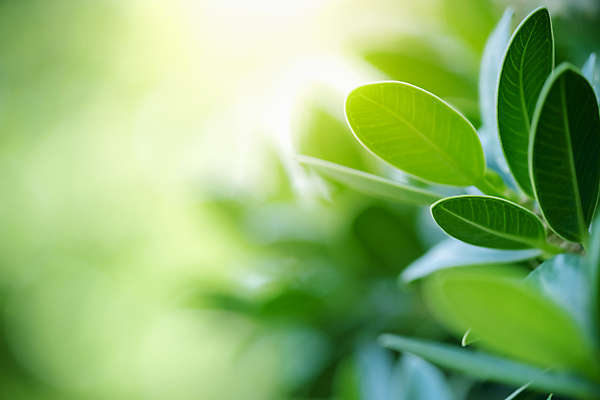 포토 JPG 해외이미지 나무 식물 계절 백그라운드 컨셉 잎 패턴 자연 벽지 추상 잔디 사람없음 초록색 빛 컬러풀 햇빛 태양 우주 환경 정원 맑음 봄 성장 신선 숲 질감 보케 부드러움 내추럴 블러 생태학 지구의날 카피스페이스 그리너리 효과 해외포토 자연요소 교육 기념일 컬러 무늬 날씨 공백 감각 생태계 파일형식 트랜드컬러 이미지허브