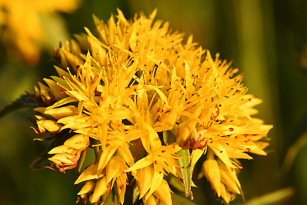 포토 JPG 해외이미지 식물 꽃잎 줄기 잎 자연 사람없음 백합 양귀비 그리너리 해외포토 꽃 생태계 파일형식 트랜드컬러 이미지허브