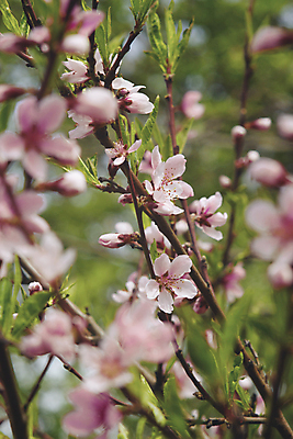 포토 JPG 해외이미지 나무 식물 계절 꽃잎 꽃 분홍색 백그라운드 잎 꽃무늬 자연 벽지 사람없음 야외 세로 초록색 파란색 빛 컬러풀 갈색 환경 정원 침묵 봄 벚꽃 나뭇가지 신선 개화 닫기 소프트포커스 필름 보케 향기 복숭아 부드러움 블러 해외포토 컬러 무늬 과일 모션 촬영기법 소리 감각 생태계 냄새 파일형식 이미지허브