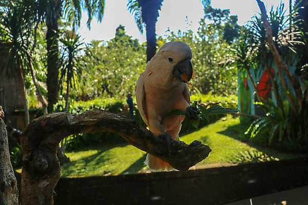 포토 JPG 해외이미지 나무 식물 동물 캐릭터 디자인 꽃 행복 야생동물 분홍색 백그라운드 잎 일러스트 자연 조류 동물원 손바닥 미술 사람없음 그래픽 장식 반려동물 컬러풀 노란색 검은색 흰색 만화 깃털 그림 부리 앵무새 내추럴 고립 동물상 이국적 현실 해외포토 손 감정 컬러 문화예술 조형물 생태계 파일형식 이미지허브