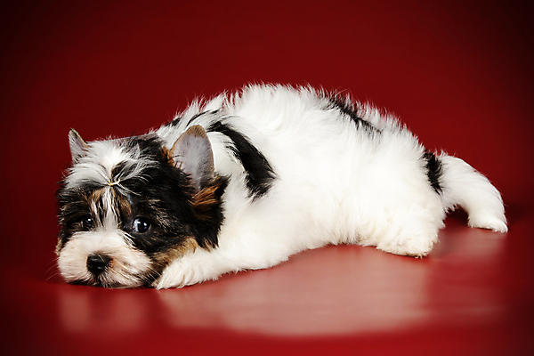 포토 JPG 해외이미지 동물 1 행복 새끼 백그라운드 새로움 털 미소 사람없음 빨간색 반려동물 귀여움 검은색 거울 흰색 개 달콤 강아지 작음 요크셔테리어 테리어 활 솜털 송곳니 기르기 비버 삼색 해외포토 감정 컬러 컨셉 포유류 표정 맛 치아 크기 돌봄 파일형식 이미지허브