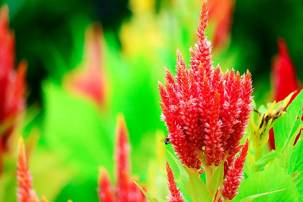 포토 JPG 해외이미지 식물 계절 공원 꽃잎 꽃 분홍색 백그라운드 잎 꽃무늬 밭 오렌지 침구 태국 자연 사람없음 야외 가로 빨간색 초록색 컬러풀 노란색 정원 여러개 봄 성장 벚꽃 신선 혼합 플라밍고 깃털 원예 질감 모음 내추럴 해외포토 공공시설 아시아 컬러 다수 무늬 농업 과일 조류 취미 한글 생태계 파일형식 이미지허브