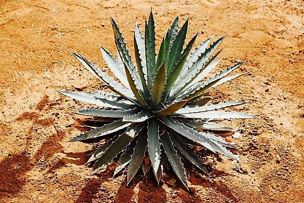 포토 JPG 해외이미지 식물 모래 백그라운드 잎 자연 선인장 건조 사람없음 초록색 사막 스페인 작음 애리조나 내추럴 해외포토 유럽 컬러 미국 크기 생태계 파일형식 이미지허브