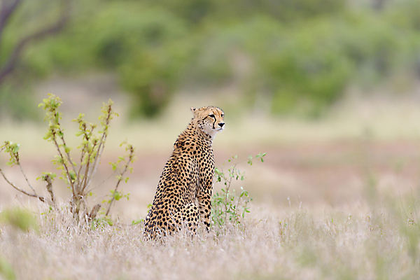 포토 JPG 해외이미지 동물 야생동물 포유류 아프리카 자연 국립공원 사람없음 고양이 힘 자녀 아기 점 작음 사파리 언덕 속도 사냥 육식동물 사냥꾼 마리아 케냐 서식지 치타 내추럴 나미비아 마사이족 세렝게티 탄자니아 해외포토 직업 공원 나라 종교 사람 반려동물 크기 생태계 남아프리카 파일형식 이미지허브