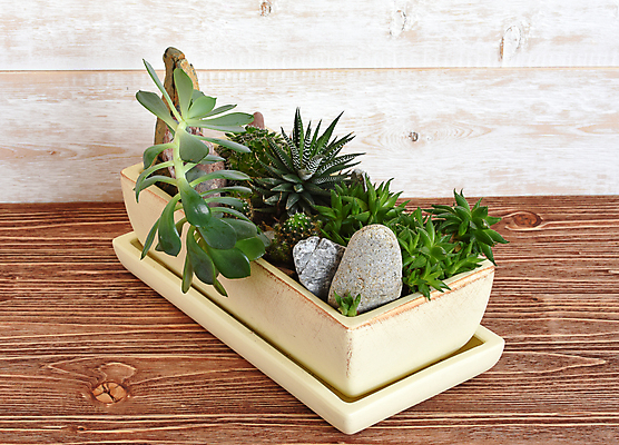 포토 JPG 해외이미지 나무 식물 디자인 꽃 화초 백그라운드 잎 자연 탁자 선인장 주택 실내 취미 사람없음 내부 장식 초록색 빛 방 성장 흰색 신선 화려 우아함 냄비 작음 심플 내추럴 심기 스타일 해외포토 컬러 가구 컨셉 모션 건물 솥 크기 생태계 파일형식 이미지허브