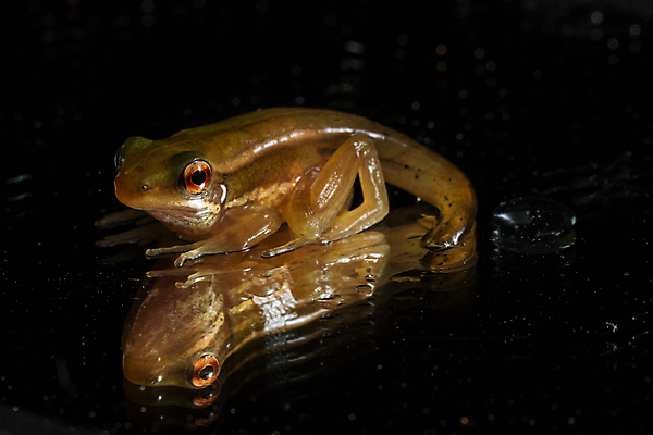 포토 JPG 해외이미지 실루엣 백그라운드 자연 개구리 사람없음 물 순환 해외포토 자연요소 모션 촬영기법 양서류 생태계 파일형식 이미지허브