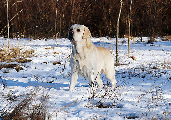 포토 JPG 해외이미지 공원 행복 겨울 하늘 사람없음 반려동물 장난감 달리기 노란색 귀여움 맑음 흰색 황금 개 리트리버 숲 래브라도리트리버 창백 기르기 유래 해외포토 동물 계절 공공시설 감정 컬러 컨셉 포유류 모션 날씨 돌봄 파일형식 이미지허브