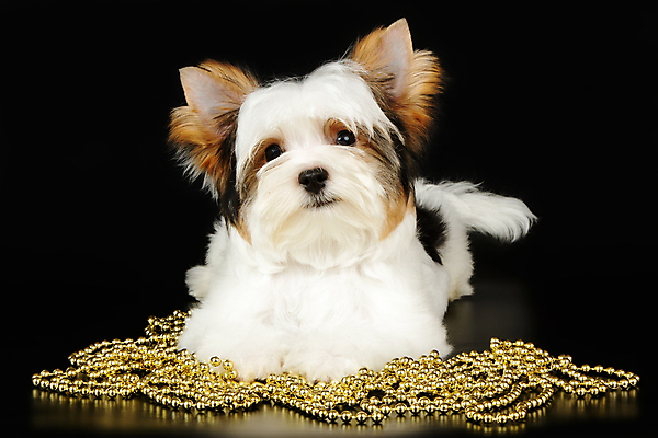 포토 JPG 해외이미지 동물 1 행복 새끼 백그라운드 새로움 털 미소 사람없음 빨간색 반려동물 귀여움 검은색 거울 흰색 개 달콤 강아지 작음 요크셔테리어 테리어 활 솜털 송곳니 기르기 비버 삼색 해외포토 감정 컬러 컨셉 포유류 표정 맛 치아 크기 돌봄 파일형식 이미지허브