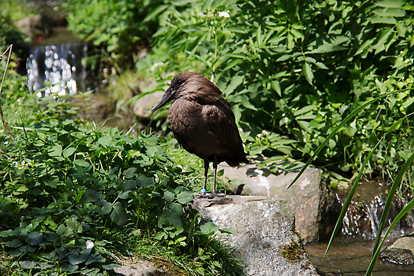 포토 JPG 해외이미지 잎 날개 조류 사람없음 초록색 나뭇가지 개울 깃털 부리 암초 해외포토 나무 식물 동물 컬러 강 파일형식 이미지허브