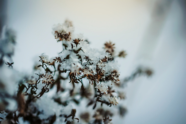 포토 JPG 해외이미지 식물 계절 백그라운드 겨울 자연 건조 사람없음 야외 얼음 추위 백발 흰색 나뭇가지 눈송이 12월 질감 서리 1월 내추럴 2월 시베리아 눈내림 해외포토 자연요소 나무 헤어스타일 컬러 눈_날씨 날짜 생태계 파일형식 이미지허브