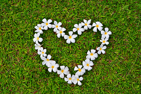 포토 JPG 해외이미지 공원 꽃 백그라운드 패턴 밭 발렌타인데이 사랑 잔디 사람없음 야외 장식 초록색 노란색 정원 흰색 하트 그룹 위치 해외포토 모양 식물 공공시설 감정 컬러 무늬 농업 데이이벤트 파일형식 이미지허브