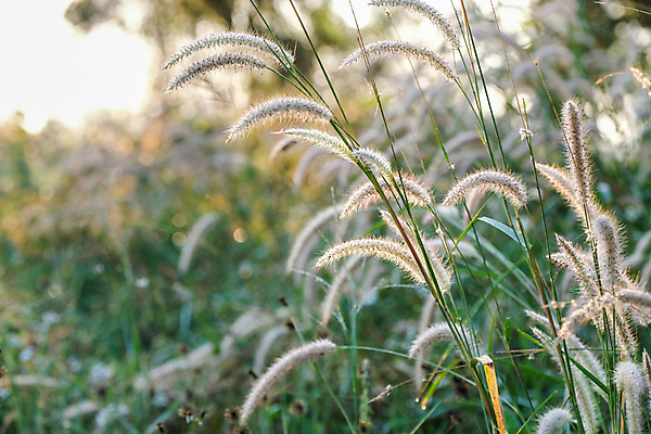 포토 JPG 해외이미지 식물 계절 꽃 백그라운드 패턴 밭 자연 하늘 아침 풍경 사람없음 야외 초록색 여름 빛 햇빛 태양 농장 노란색 정원 봄 신선 질감 부드러움 솜털 내추럴 해외포토 주간 자연요소 컬러 무늬 농업 감각 생태계 파일형식 이미지허브