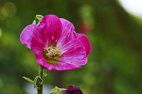 포토 JPG 해외이미지 식물 선 컨셉 잎 패턴 자연 추상 요리 사람없음 장식 초록색 물 우주 줄무늬 젖음 물방울 신선 시간 맛 떨어짐 냄비 이슬 묘사 질감 서식 심플 시트 바질 뒤뜰 베르데 온실 해외포토 자연요소 컬러 무늬 솥 생태계 파일형식 이미지허브