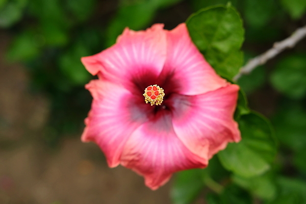포토 JPG 해외이미지 나무 식물 계절 공원 꽃잎 꽃 줄기 분홍색 백그라운드 잎 꽃무늬 오렌지 자연 벽지 하늘 풍경 사람없음 야외 빨간색 초록색 여름 컬러풀 노란색 정원 봄 벚꽃 가을 흰색 신선 개화 닫기 보케 인도네시아 말레이시아 내추럴 이국적 히비스커스 해외포토 공공시설 아시아 컬러 무늬 과일 모션 생태계 파일형식 이미지허브