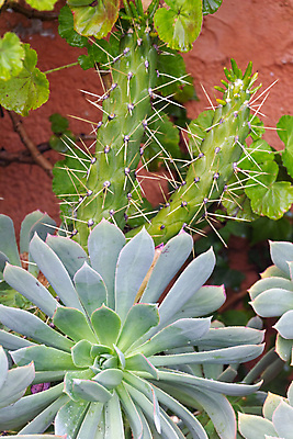 포토 JPG 해외이미지 식물 꽃 유럽 섬 백그라운드 잎 꽃무늬 아프리카 자연 선인장 사람없음 야외 초록색 물 정원 봄 사막 성장 벚꽃 흰색 신선 개화 스페인 척추 날카로움 스파이크 내추럴 해외포토 자연요소 계절 나라 컬러 무늬 뼈 생태계 파일형식 이미지허브
