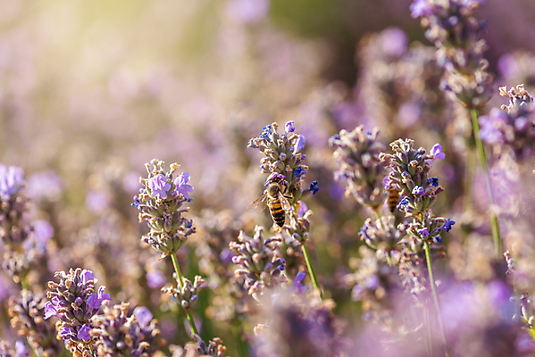 포토 JPG 해외이미지 사람없음 햇빛 보라색 벌 라벤더 수평선 해외포토 꽃 컬러 곤충 태양 허브 파일형식 이미지허브