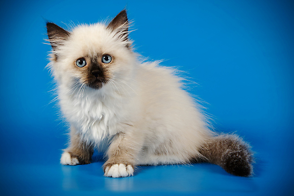 포토 JPG 해외이미지 한마리 사람없음 파란색 반려동물 고양이 네바마스커레이드 해외포토 동물 1 컬러 포유류 파일형식 이미지허브