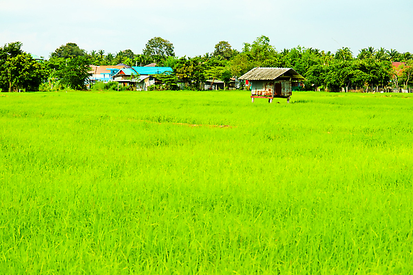 포토 JPG 해외이미지 나무 디자인 영어 벽 여행 겨울 밭 건축양식 자연 하늘 휴가 영국 주택 풍경 사람없음 건물 목재 초록색 농가 농장 유행 꿈 수확 골동품 가을 바위 시골 황무지 버리기 시골집 고립 다트무어 옛날 폭풍우 스코틀랜드 해외포토 식물 문자 건축물 계절 건축 유럽 컬러 농업 재료 모션 돌_바위 비_날씨 자연재해 생태계 파일형식 이미지허브