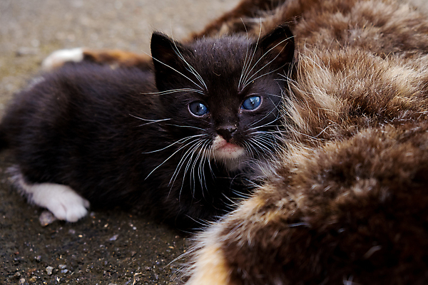 포토 JPG 해외이미지 동물 응시 행복 얼굴 장난 포유류 털 앉기 사람없음 야외 파란색 반려동물 검은색 고양이 아기 관찰 작음 부드러움 혼자 해외포토 시선 감정 컬러 모션 사람 신체부위 감각 크기 파일형식 이미지허브