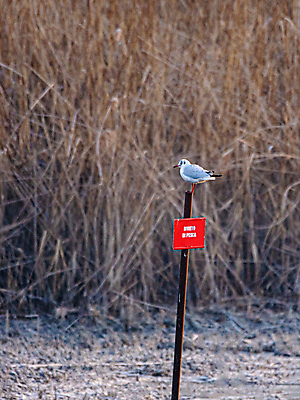포토 JPG 해외이미지 동물 모래 파도 바다 섬 여행 텍스트 갈매기 조류 하늘 휴가 휴식 간판 사람없음 야외 목재 물 여름 파란색 컬러풀 이탈리아 금지 인사 만 신용카드 메시지 동굴 위험 모래언덕 부리 엽서 부표 카피스페이스 해외포토 자연요소 나무 계절 유럽 컬러 컨셉 재료 금융 공백 예절 편지 언덕 파일형식 이미지허브