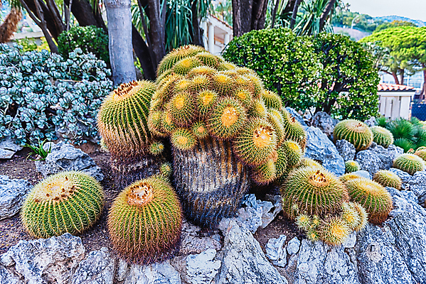 포토 JPG 해외이미지 식물 꽃 백그라운드 컨셉 잎 자연 선인장 사람없음 장식 초록색 여름 농장 세일 정원 사막 성장 신선 시장 원예 내추럴 온실 많음 해외포토 계절 컬러 농업 취미 생태계 파일형식 이미지허브