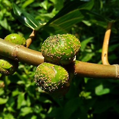 포토 JPG 해외이미지 나무 식물 공원 꽃 백그라운드 잎 꽃무늬 밭 농업 과일 자연 건강 사람없음 야외 초록색 컬러풀 농장 환경 정원 보라색 봄 성장 벚꽃 신선 얼룩 대만 유기농 질감 내추럴 해외포토 웰빙 계절 공공시설 산업 아시아 컬러 무늬 생태계 파일형식 이미지허브