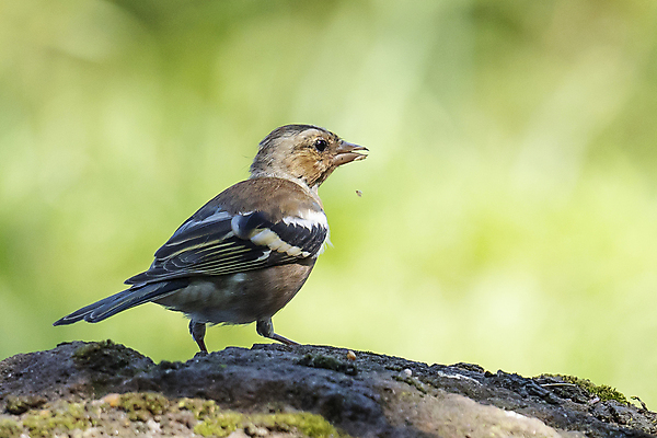 포토 JPG 해외이미지 나무 동물 1 응시 계절 유럽 야생동물 백그라운드 날개 자연 조류 주택 이끼 미술 앉기 사람없음 야외 초록색 갈색 정원 봄 젖음 흰색 관찰 닫기 작음 깃털 싱글 자연백그라운드 참새 내추럴 강렬 고립 동물상 해외포토 식물 시선 나라 컬러 모션 문화예술 건물 조형물 크기 생태계 파일형식 이미지허브
