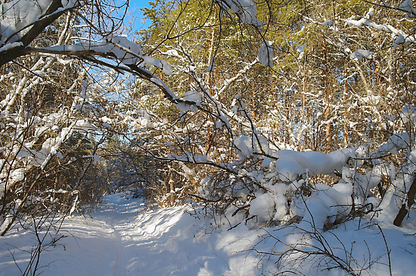 포토 JPG 해외이미지 나무 식물 계절 길 여행 크리스마스 겨울 동화 풍경 사람없음 야외 목재 빛 햇빛 얼음 추위 흰색 소나무 숲 눈보라 내추럴 폭설 눈내림 해외포토 자연요소 기념일 컬러 재료 눈_날씨 태양 자연재해 파일형식 이미지허브
