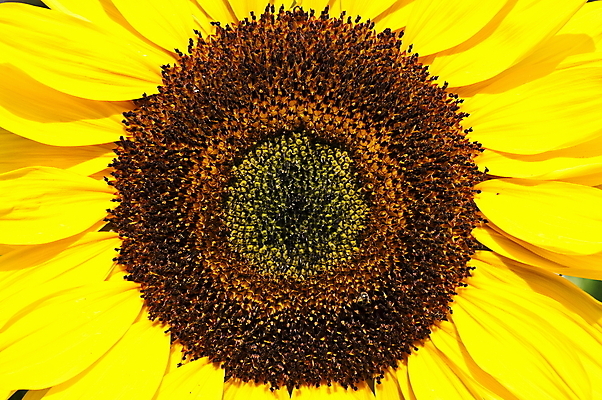 포토 JPG 해외이미지 식물 1 계절 꽃잎 꽃 행복 백그라운드 꽃무늬 농업 자연 해바라기 사랑 사람없음 야외 태양 노란색 머리 환경 정원 맑음 활발 벚꽃 시골 신선 원형 개화 센터 닫기 묘사 싱글 꽃가루 내추럴 해외포토 자연요소 도형 감정 산업 컬러 컨셉 무늬 모션 날씨 신체부위 가루 생태계 파일형식 이미지허브