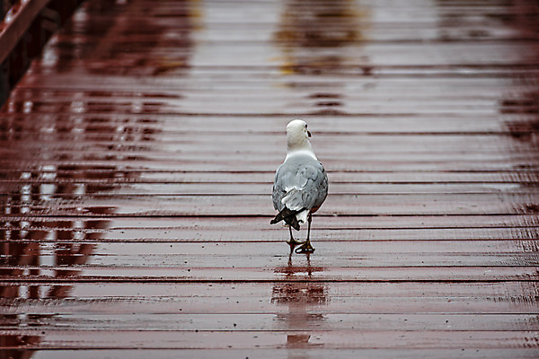 포토 JPG 해외이미지 동물 1 응시 길 야생동물 바다 백그라운드 날개 자연 갈매기 조류 서기 사람없음 야외 목재 물 여름 갈색 환경 항구 산책 자유 흰색 널 오솔길 갑판 깃털 부리 내추럴 건너기 방법 해외포토 자연요소 나무 시선 계절 컬러 컨셉 배_교통 재료 교통시설 모션 휴식 생태계 파일형식 이미지허브
