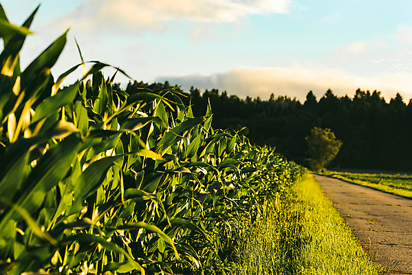 포토 JPG 해외이미지 나무 식물 계절 유럽 산업 음식 백그라운드 잎 밭 농업 비즈니스 자연 하늘 건강 옥수수 씨앗 풍경 사람없음 야외 초록색 여름 파란색 농작물 농장 환경 식사 에너지 수확 성장 시골 신선 오스트리아 낟알 뿌리기 유기농 내추럴 수입 숙성 해외포토 웰빙 나라 컬러 모션 곡류 생태계 파일형식 이미지허브