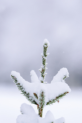 포토 JPG 해외이미지 주간 겨울 풍경 사람없음 야외 아웃포커스 나뭇가지 눈 상고대 겨울풍경 해외포토 자연요소 나무 계절 날씨 촬영기법 서리 파일형식 이미지허브