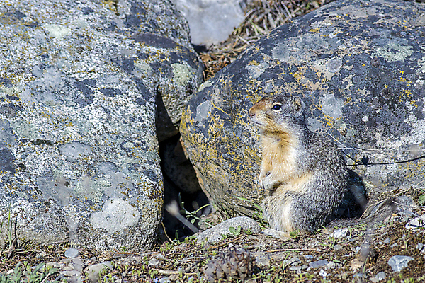 포토 JPG 해외이미지 동물 척추동물 한마리 1 공원 얼굴 야생동물 포유류 자연 초식동물 털 성인 사람없음 야외 갈색 미국 봄 관찰 설치류 작음 모피 호기심 다람쥐 북쪽 내추럴 경보 동물상 땅바닥 해외포토 계절 공공시설 감정 컬러 컨셉 북아메리카 모션 바닥 사람 신체부위 조형물 크기 방향 생태계 파일형식 이미지허브
