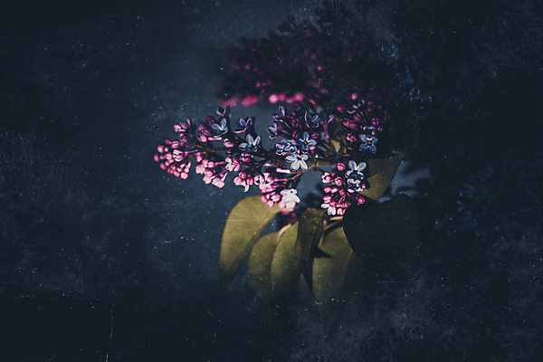 포토 JPG 해외이미지 식물 계절 꽃잎 꽃 분홍색 꽃다발 백그라운드 잎 꽃무늬 자연 사람없음 장식 초록색 태양 어둠 봄 벚꽃 광선 나뭇가지 내추럴 해외포토 자연요소 나무 컬러 무늬 생태계 파일형식 이미지허브