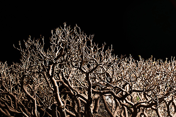 포토 JPG 해외이미지 나무 식물 실루엣 아시아 문화 백그라운드 추상 동양인 사람없음 목재 장식 일본 검은색 중국 나뭇가지 숲 자르기 심볼 묘사 원예 분재 고립 해외포토 나라 컬러 무늬 재료 모션 촬영기법 인종 취미 파일형식 이미지허브