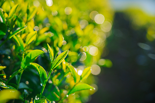 포토 JPG 해외이미지 나무 식물 아시아 여행 잎 밭 농업 채소 자연 아침 산 건강 동양인 풍경 사람없음 초록색 빛 농작물 햇빛 농장 농경지 정원 봄 성장 흰색 시골 신선 재산 차 허브 언덕 장면 말레이시아 산악지대 숙성 해외포토 주간 계절 나라 산업 음료 컬러 인종 금융 태양 생태계 파일형식 이미지허브