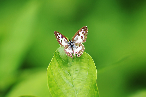 포토 JPG 해외이미지 식물 여자 야생동물 나비 곤충 백그라운드 잎 자연 흑백 사람없음 옆모습 초록색 컬러풀 정원 검은색 줄무늬 흰색 점 오픈 우아함 닫기 정상 소프트포커스 작음 인도인 대륙 번짐 위치 내추럴 안다만 해외포토 외국인 동물 바다 뷰포인트 컬러 컨셉 무늬 모션 촬영기법 사람 동양인 크기 생태계 파일형식 효과 이미지허브