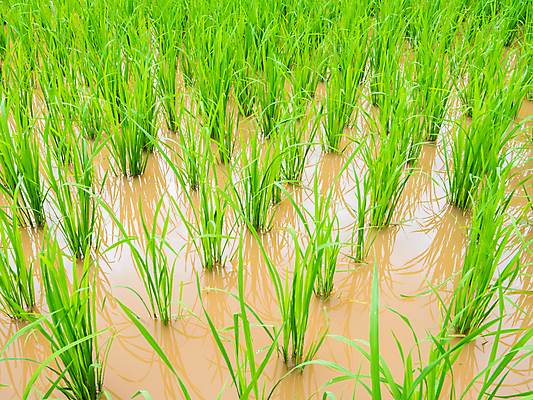 포토 JPG 해외이미지 식물 계절 공원 아시아 호수 음식 여행 백그라운드 밭 농업 태국 자연 밥 날씨 산 동양인 풍경 사람없음 야외 초록색 물 여름 농장 일출 계곡 수확 흰색 시골 신선 농부 숲 낟알 먹기 유기농 빙하 계단식 내추럴 밭일 생식 숙성 해외포토 자연요소 직업 웰빙 공공시설 나라 산업 컬러 모션 인종 노을 생태계 파일형식 이미지허브