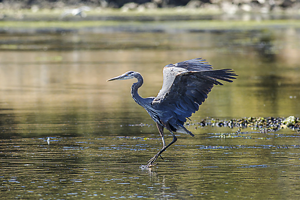 포토 JPG 해외이미지 동물 호수 야생동물 백그라운드 캐나다 날개 자연 조류 서기 사람없음 야외 물 파란색 컬러풀 환경 회색 흰색 연못 만 우아함 습지 큼 왜가리 깃털 부리 목 동물상 해외포토 자연요소 컬러 컨셉 북아메리카 모션 신체부위 조형물 크기 생태계 파일형식 이미지허브