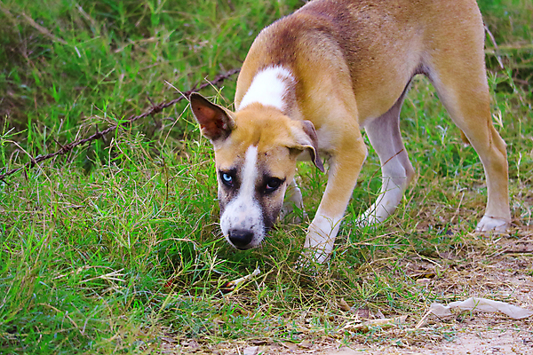 포토 JPG 해외이미지 동물 응시 행복 얼굴 백그라운드 십자가 2 겨울 포유류 가족 자연 털 사람없음 야외 파란색 반려동물 갈색 검은색 흰색 개 강아지 땅 모피 버리기 시력 슛 송곳니 기르기 섞기 해외포토 시선 계절 감정 컬러 관계 모션 신체부위 치아 생태계 돌봄 파일형식 이미지허브