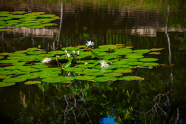 포토 JPG 해외이미지 식물 꽃잎 꽃 아시아 분홍색 잎 자연 표면 연꽃 동양인 풍경 사람없음 야외 초록색 물 여름 정원 일본 봄 벚꽃 흰색 연못 백합 생물학 내추럴 교토 사당 이국적 많음 해외포토 자연요소 계절 교육 나라 컬러 컨셉 인종 생태계 파일형식 이미지허브