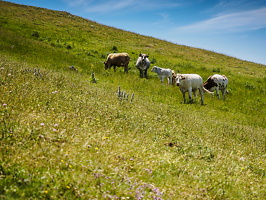 포토 JPG 해외이미지 동물 구름 밭 농업 포유류 자연 휴식 새로움 산 풍경 사람없음 초록색 파란색 농장 농경지 환경 검은색 가축 목장 이탈리아 소고기 시골 소 군중 저녁 숲 먹이 방목 먹기 언덕 네덜란드 거짓말 기르기 밭일 수유 해외포토 자연요소 유럽 산업 컬러 컨셉 모션 육류 사람 축산업 야간 생태계 돌봄 파일형식 이미지허브