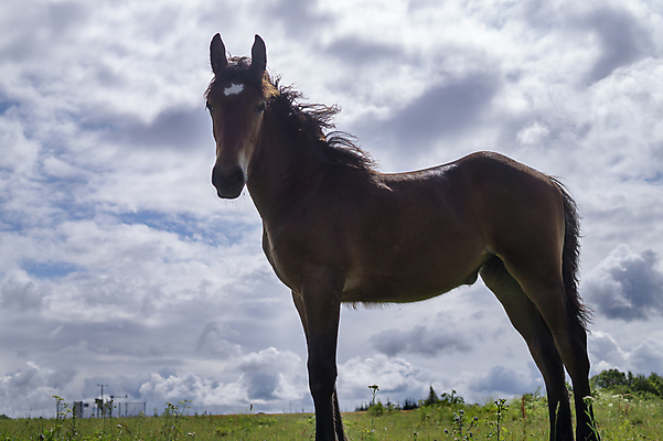 포토 JPG 해외이미지 동물 1 스포츠 백그라운드 포유류 자연 하늘 바람 불꽃 서기 사람없음 야외 옆모습 초록색 반려동물 농장 갈색 머리 어둠 가축 힘 경쟁 목장 시골 승마 우아함 승차 불기 코 꼬리 갈기 웅장함 해외포토 자연요소 뷰포인트 컬러 컨셉 농업 모션 불 날씨 신체부위 생태계 파일형식 이미지허브